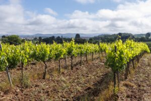 Ceps verds de la Vinya del Jesús a la primavera amb el paisatge del Bages al fons