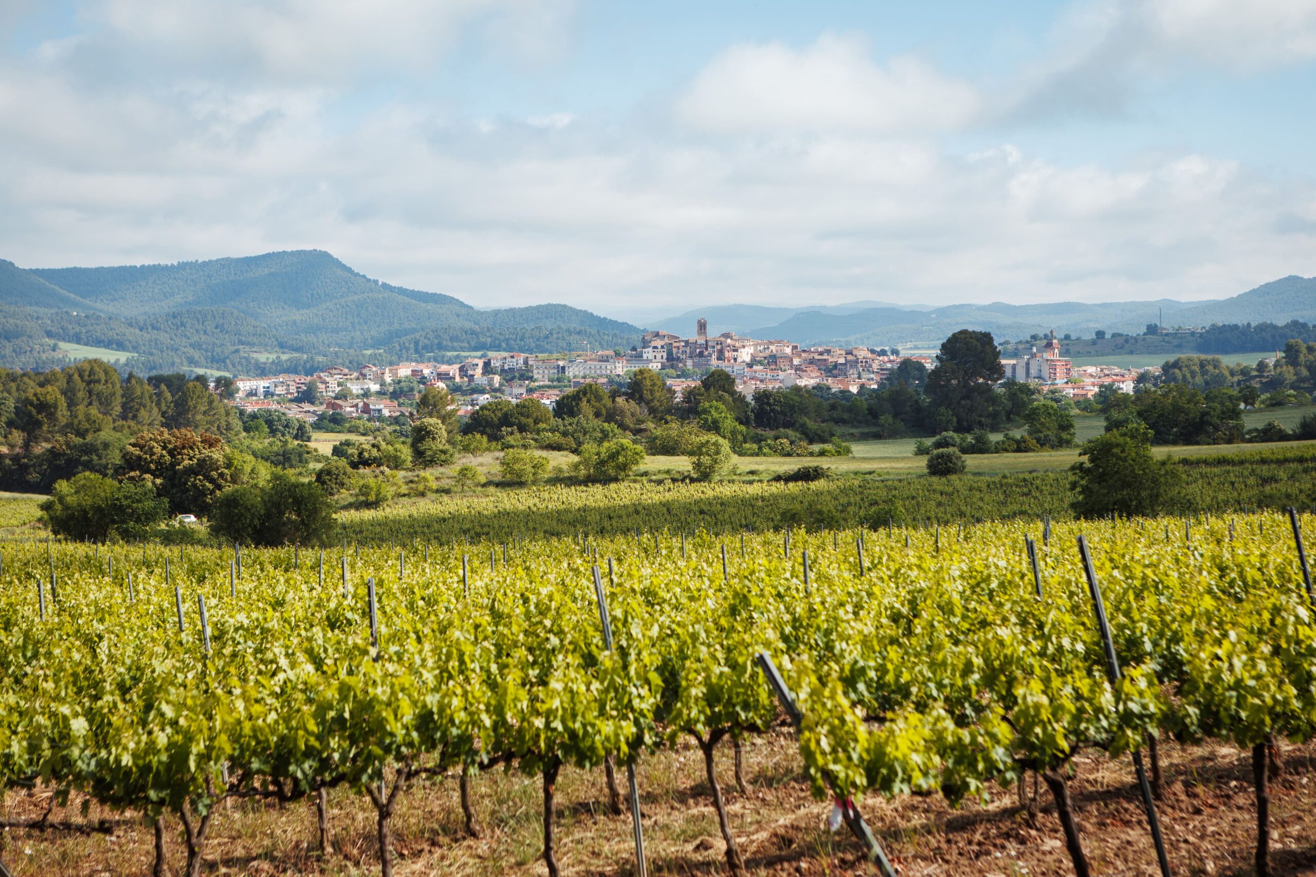Vinyes d’Artés amb el poble i les muntanyes del Bages al fons