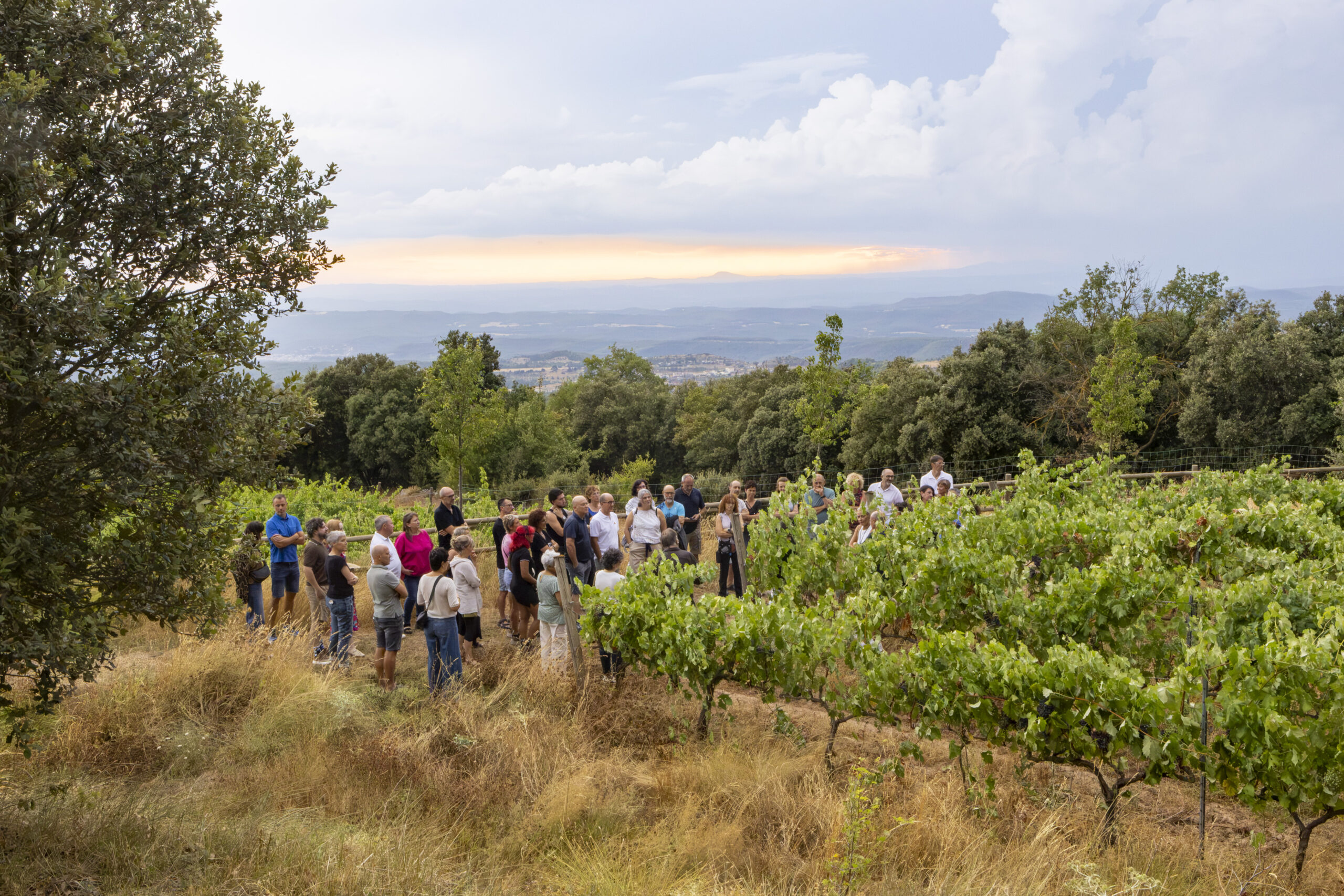 Visita a les vinyes del Celler Sant Miquel d’Oló durant una experiència d’enoturisme al Bages