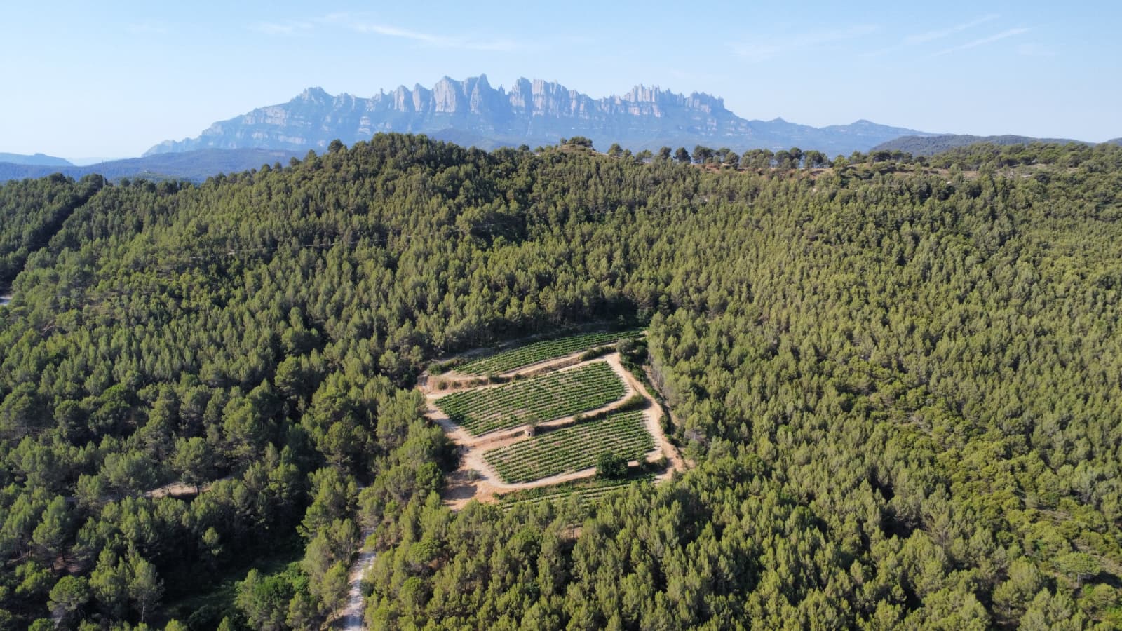 Vinyes de la DO Pla de Bages entre bosc, amb barraques de pedra seca i Montserrat al fons