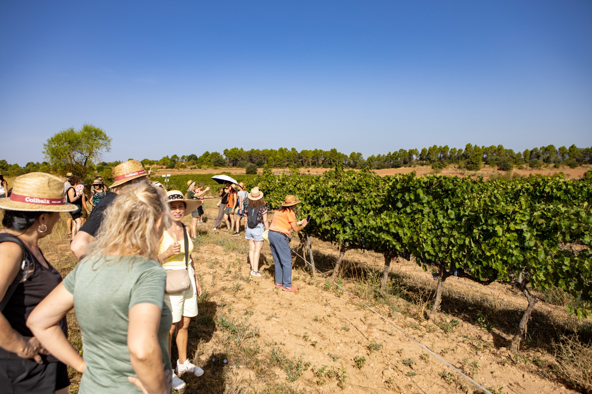 Passejada entre vinyes a Artés abans de la verema